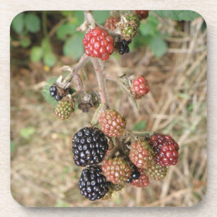 Posavasos Pascua de coral de Blackberry Bonanza