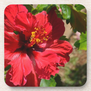 Posavasos Pascua de coral de Hibiscus Rojo