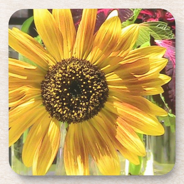 Posavasos Pascua de coral de Petal girasol (Frente)