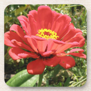 Posavasos Pascua de corcho de zinnia roja