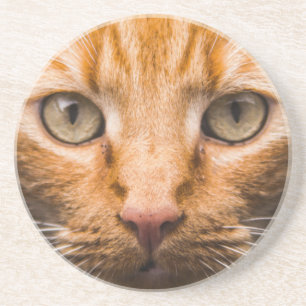 Posavasos Pascua de gatos
