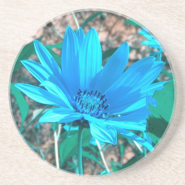 Posavasos Pascua de girasol azul silvestre (Frente)