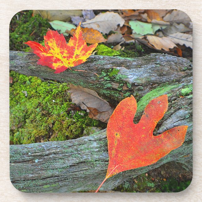 Posavasos Pascua de hojas de otoño (Frente)