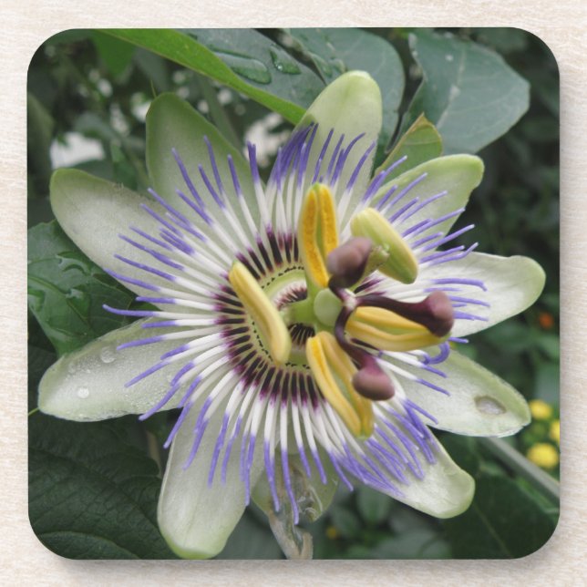 Posavasos Passion Flowers Cork Coaster (Frente)