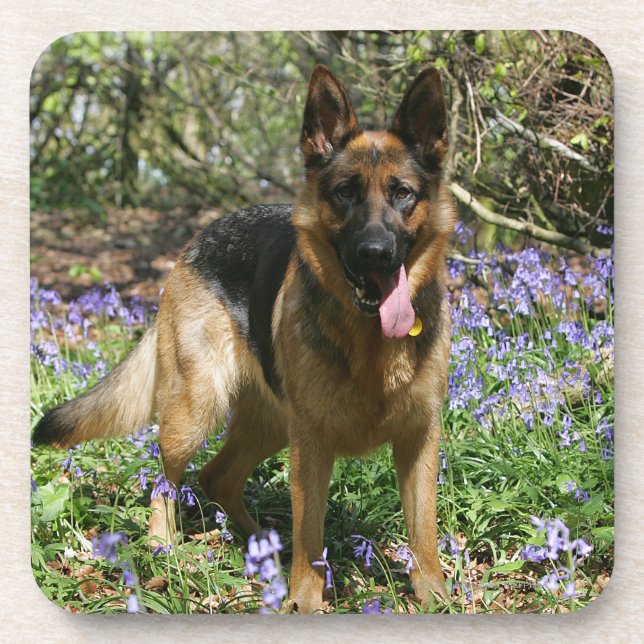 Posavasos Pastor alemán que coloca (Frente)
