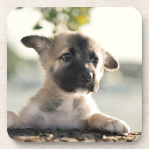 Posavasos Pastor alemán sobre borde