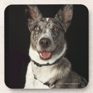 Posavasos Pastor australiano gris y blanco con el arnés