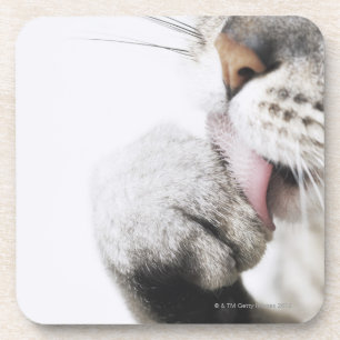 Posavasos Pata de la limpieza del gato