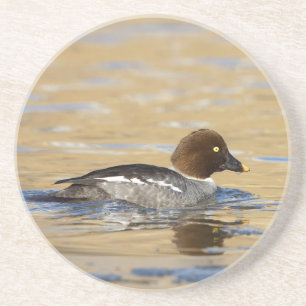 Posavasos Pato de Goldeneye común femenino
