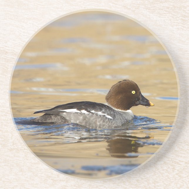 Posavasos Pato de Goldeneye común femenino (Frente)