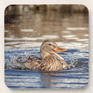 Posavasos Pato Mallard en Downing Park