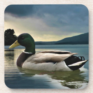 Posavasos Pato Mallard En El Lago