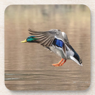 Posavasos Pato Mallard en vuelo