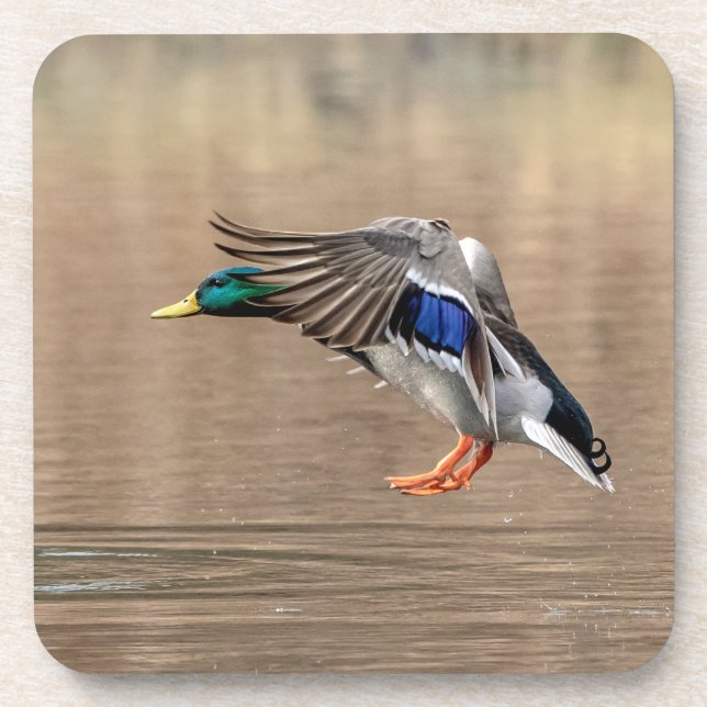 Posavasos Pato Mallard en vuelo (Frente)