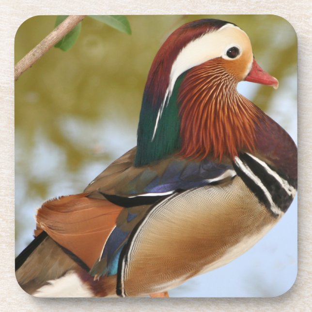 Posavasos Pato Mandarin (Frente)