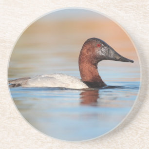 Posavasos Pato masculino de espalda espumosa