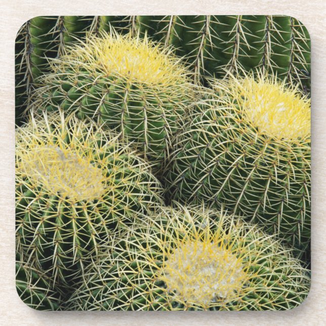 Posavasos Patrón de cactus (Frente)