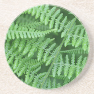 Posavasos Patrón de Fern Verde Naturaleza Beber escayola