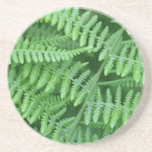 Posavasos Patrón de Fern Verde Naturaleza Beber escayola (Frente)