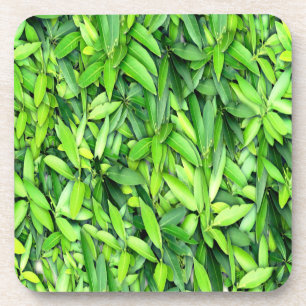Posavasos Patrón de hojas verdes frondosas - Naturaleza Botá