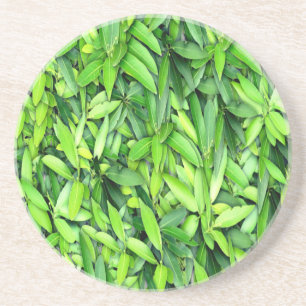 Posavasos Patrón de hojas verdes frondosas - Naturaleza Botá