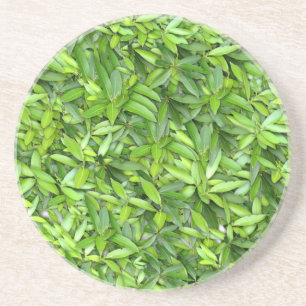 Posavasos Patrón de hojas verdes frondosas - Naturaleza Botá