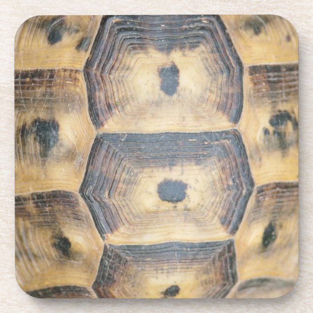 Posavasos Patrón de shell de tortuga (Frente)