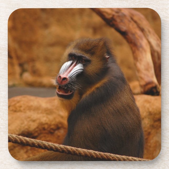 Posavasos Pavian/Baboon (Frente)