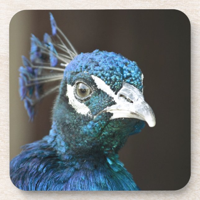 Posavasos pavo real (Frente)