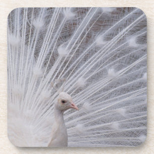 Posavasos Pavo real blanco