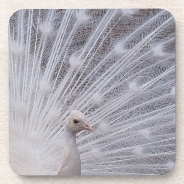 Posavasos Pavo real blanco (Frente)