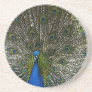 Posavasos Pavo real de Kauai