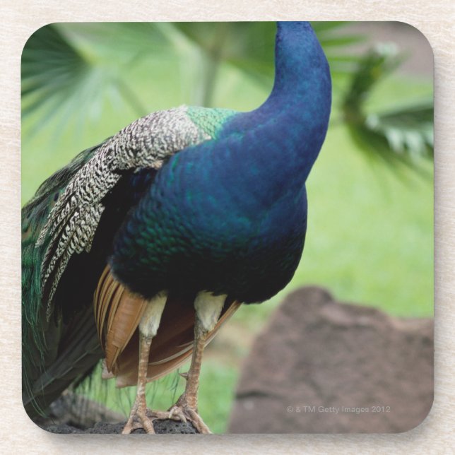 Posavasos Pavo real encaramado en roca (Frente)