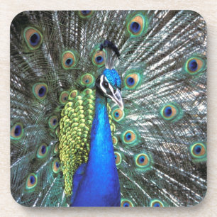 Posavasos Pavo real hermoso desplegando plumas coloridas