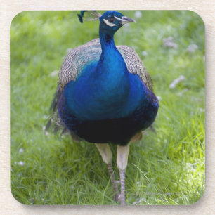 Posavasos Pavo real masculino (cristatus del Pavo)