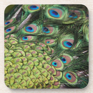 Posavasos Pavo real masculino (cristatus del Pavo) que