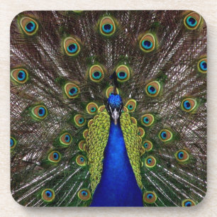 Posavasos Peacock