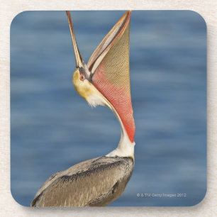 Posavasos Pelícano de Brown con la boca abierta