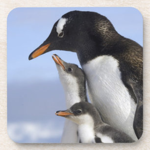 Posavasos Península Antártica, Puerto Neko, Gentoo