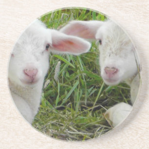 Posavasos Pensamiento animal del bebé gemelo del cordero en