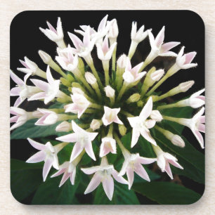 Posavasos Pentas blancas