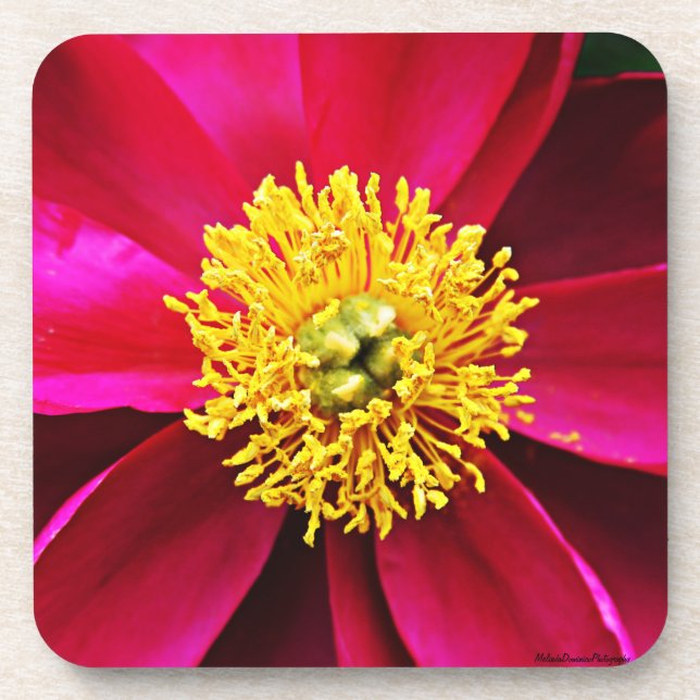 Posavasos Peony Coasters (Frente)