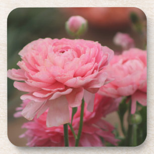 Posavasos Peony Pink Ranunculus Closeup