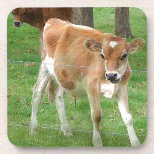 Posavasos Pequeña calabaza