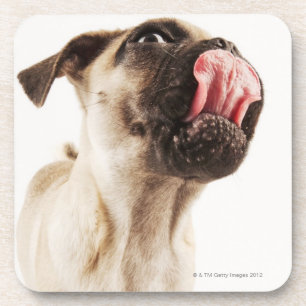 Posavasos Pequeña raza del perro con la cara abozalada