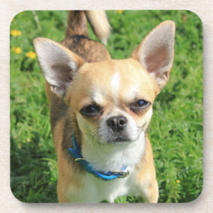 Posavasos Pequeño cachorro chihuahua