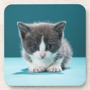 Posavasos Pequeño gatito