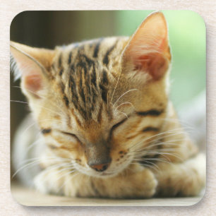 Posavasos Pequeño gatito del bebé el dormir