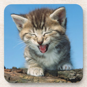 Posavasos Pequeño gatito en un árbol