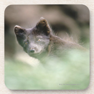 Posavasos Pequeño lobo negro